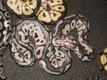 VPI Axanthic Clown 2