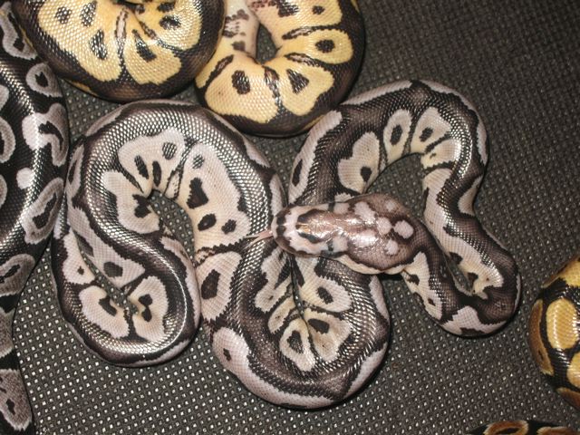 VPI Axanthic Clown 2