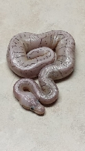 Axanthic Super Blast