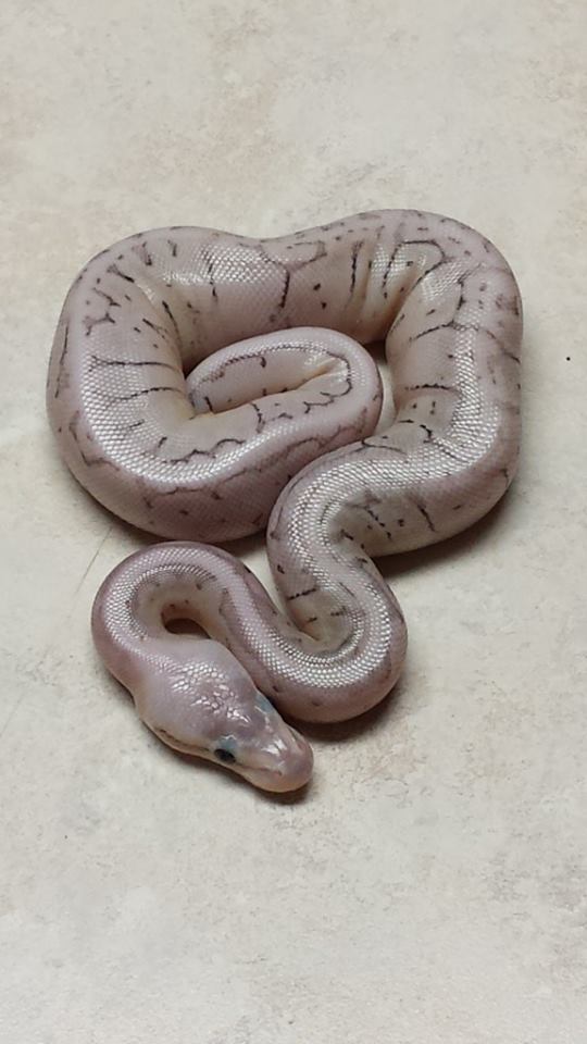 Axanthic Super Blast