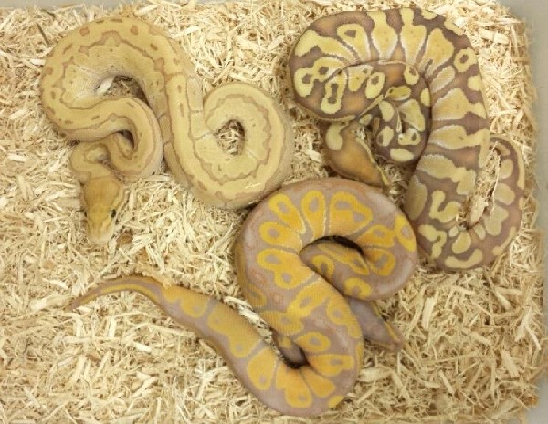 Banana Group