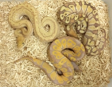 Banana Group