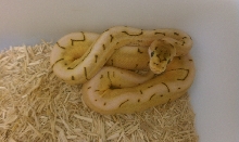 Desert Spinner