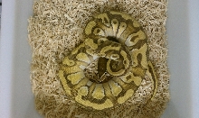 Mochi Male