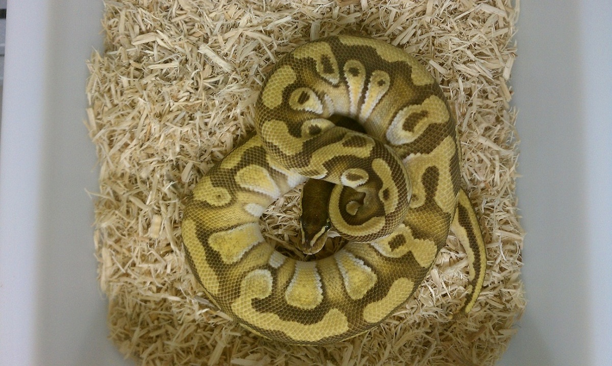 Mochi Male