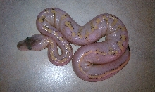 Pastel Champagne
