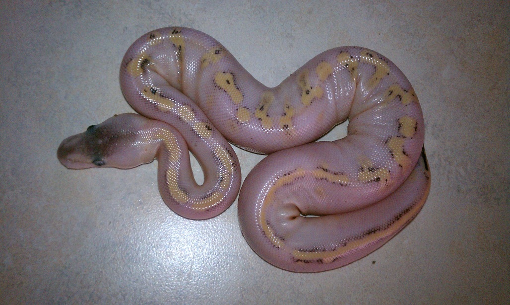 Pastel Champagne
