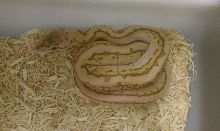 Pastel Desert King Pin