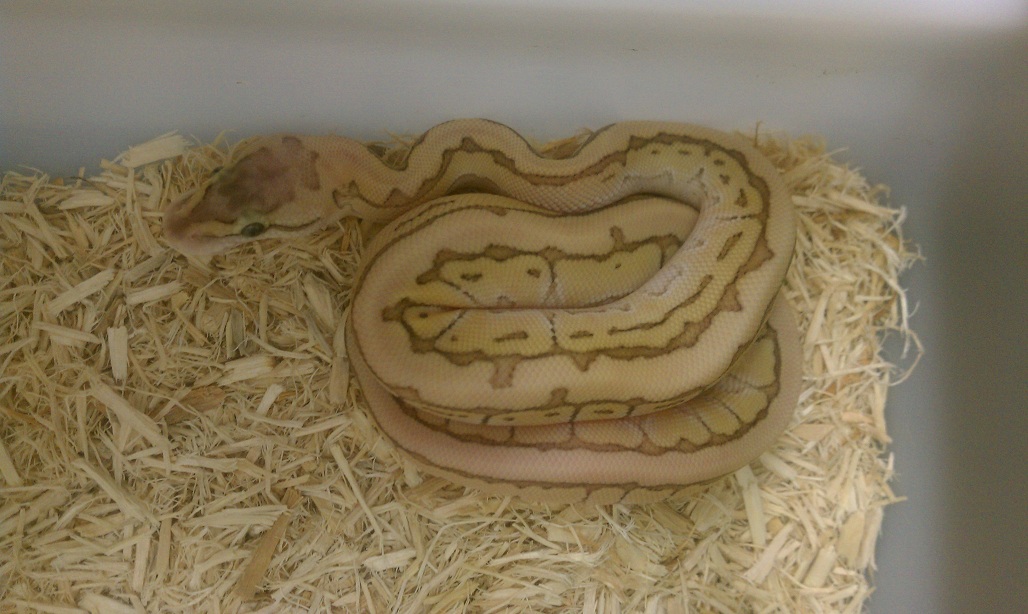 Pastel Desert King Pin