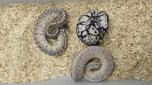 VPI Axanthic group