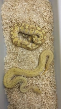 Bananas