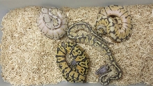 hypo group
