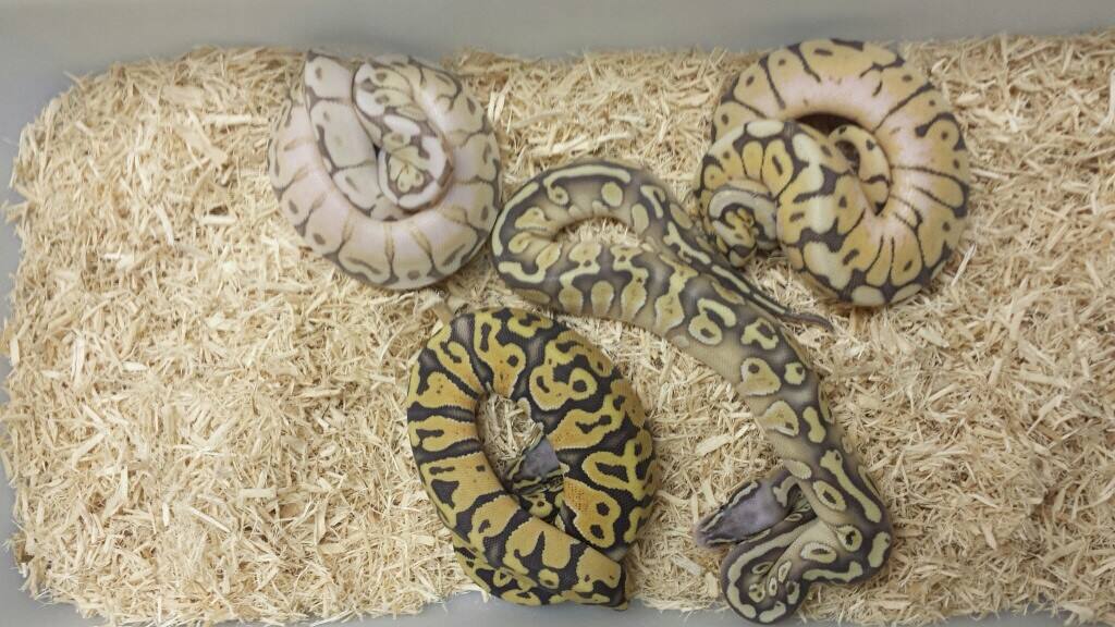hypo group