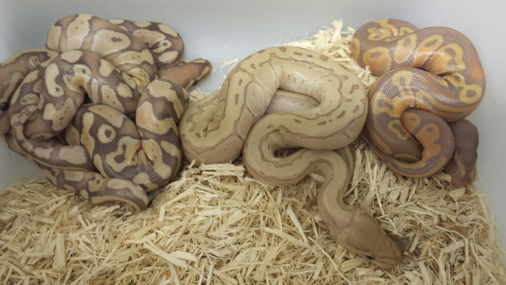 Banana KingPin