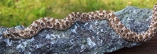 Western Hognose