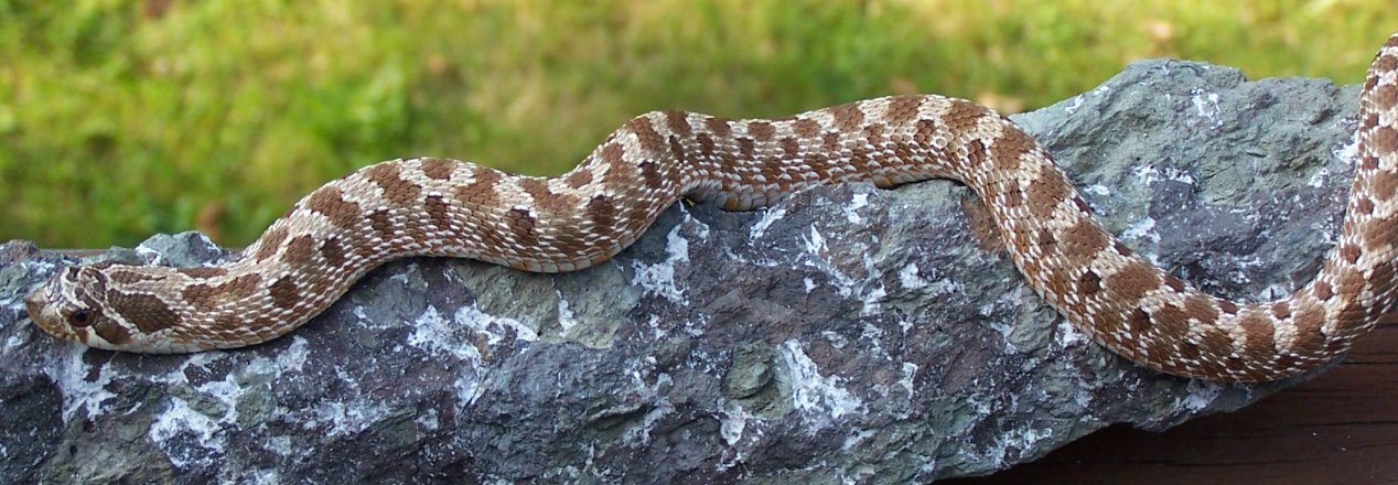 Western Hognose