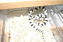 50/50 male