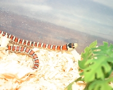 mexican mtn king