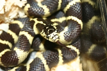nice head shot