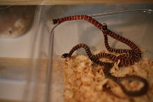 my new little girls