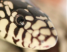 Another macro