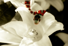 Messing around in photoshop
