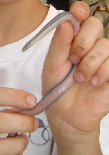 red bellied snake. what kind is it?