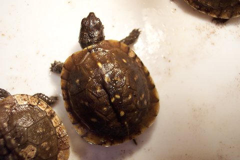 two turtles