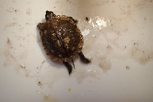 lone turtle