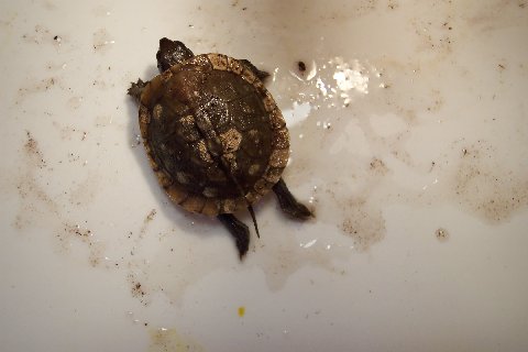 lone turtle