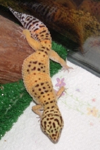 leopard gecko