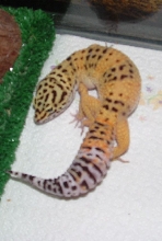 leopard gecko