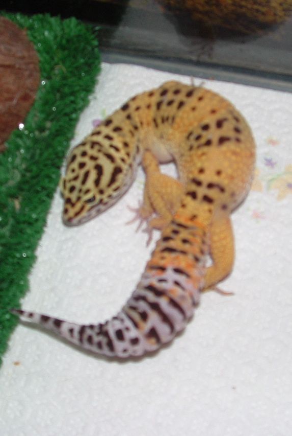 leopard gecko