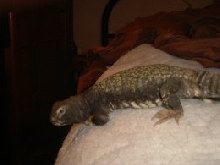 spike