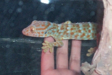 skinny tokay
