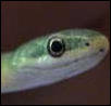 rough green snake