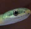 rough green snake