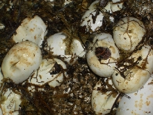 Hatching 2