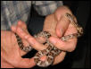 Corn snake