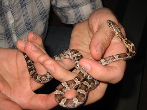 Corn snake