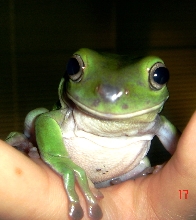 Count Frogula