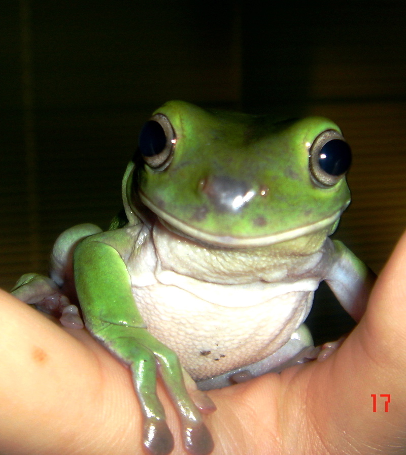 Count Frogula