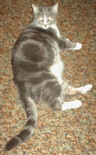 Fatty Fatty Pig Pig