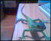 MyIguanaDiesel