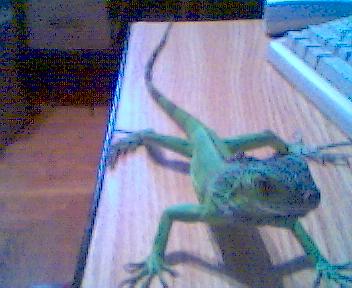 MyIguanaDiesel