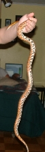 Leilas underbelly