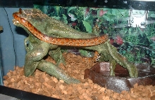 Upclose of Leila/head buried