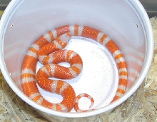 Albino Tangerine