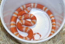 Tangerine Albino Hondo