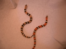 tri-color hognose
